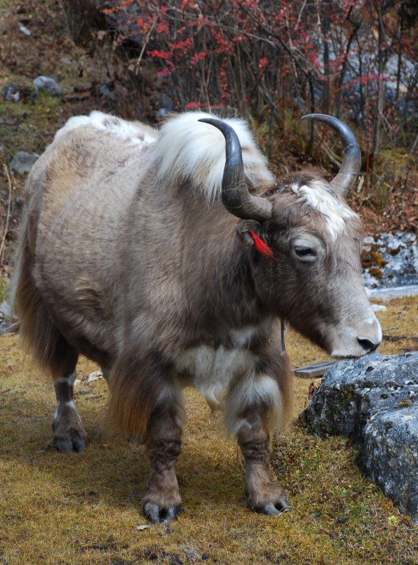 yak -manaslu trek