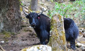 9 Tips for a Successful Manaslu Circuit Trek