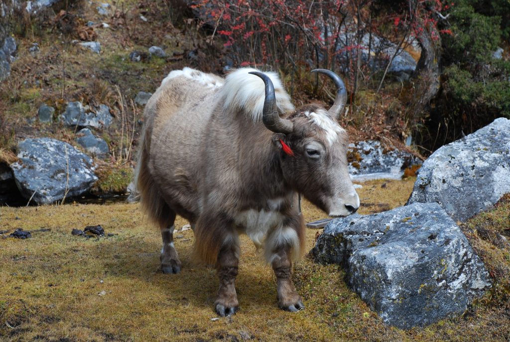 yak -manaslu trek