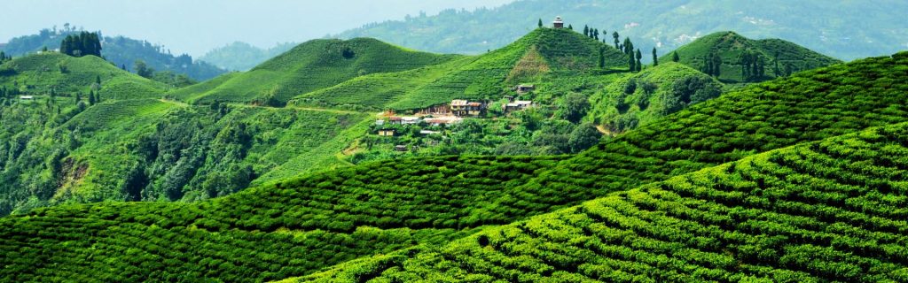 Ilam Tea Garden