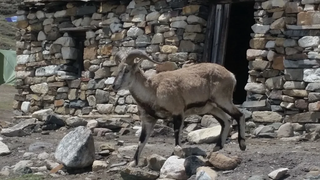 Blue Sheep in Manasulu Dharmasala